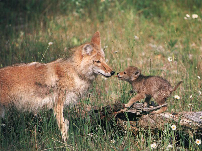 coyote cute